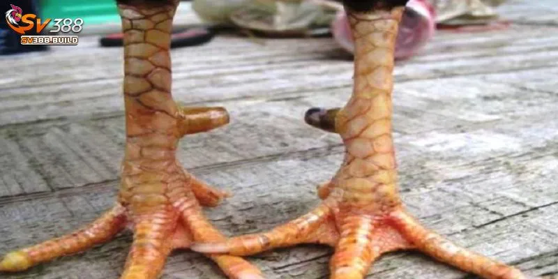 Có nên nuôi gà vảy xấu?
