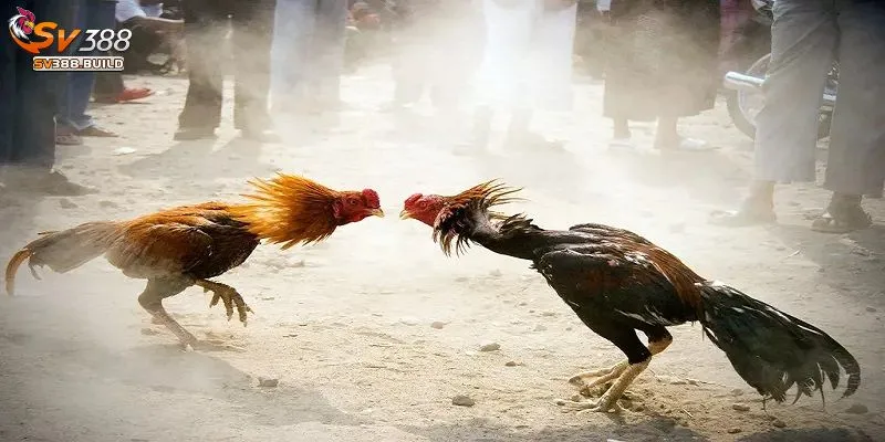 Giới thiệu đá gà trực tiếp 