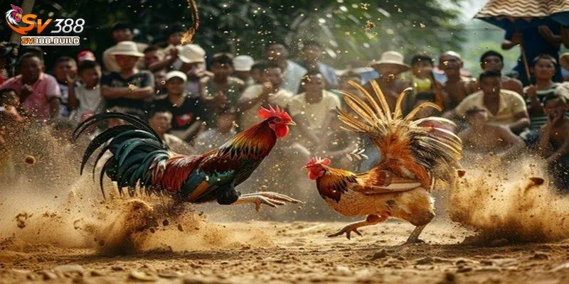 Nắm bắt luật chơi đá gà
