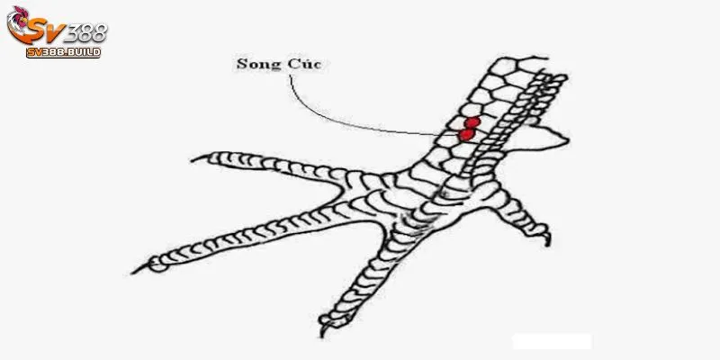 Về vảy song cúc